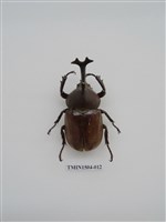 藏品(獨角仙)的圖片